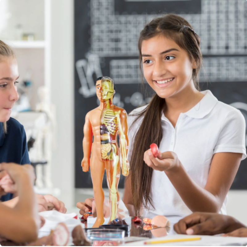 Pedagogisk 3D Anatomimodell för Barn