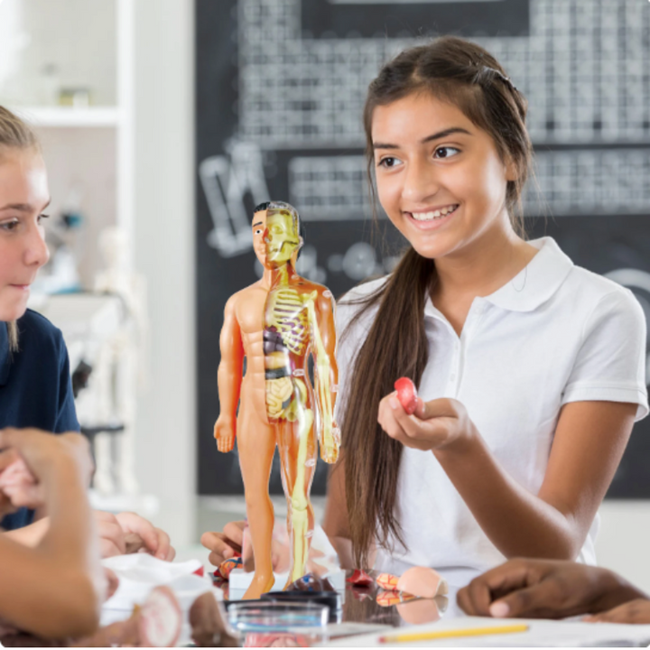 Pedagogisk 3D Anatomimodell för Barn