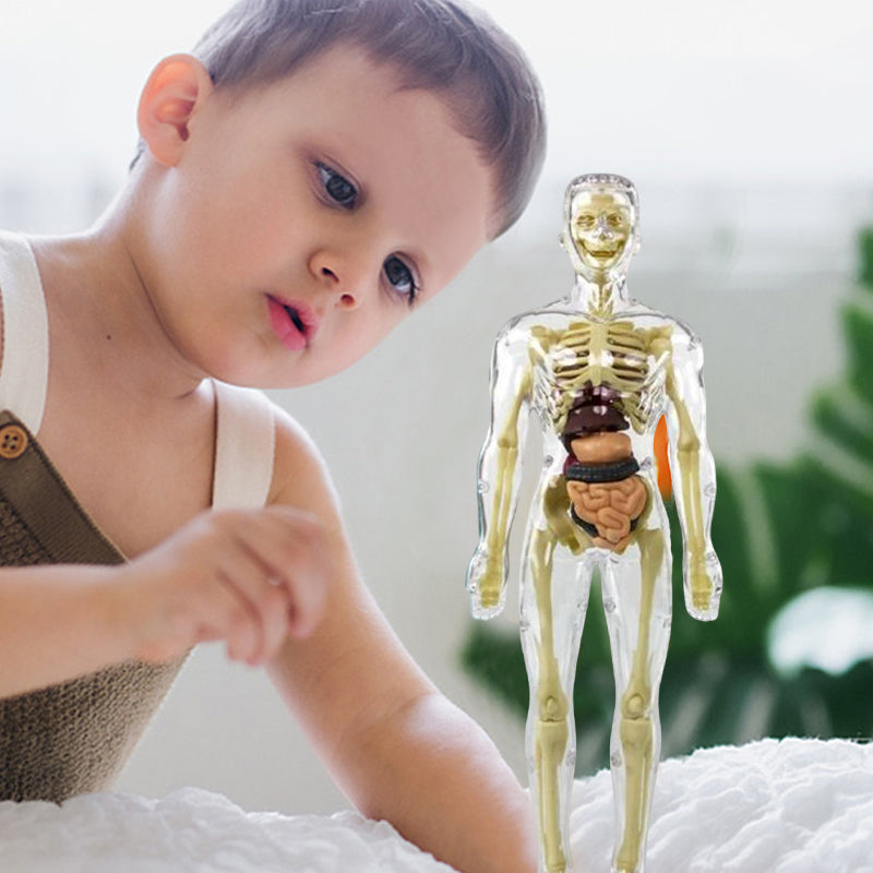 3D Anatomisk Skjelettmodell Leksaker - PVC Trygg och Lärerik