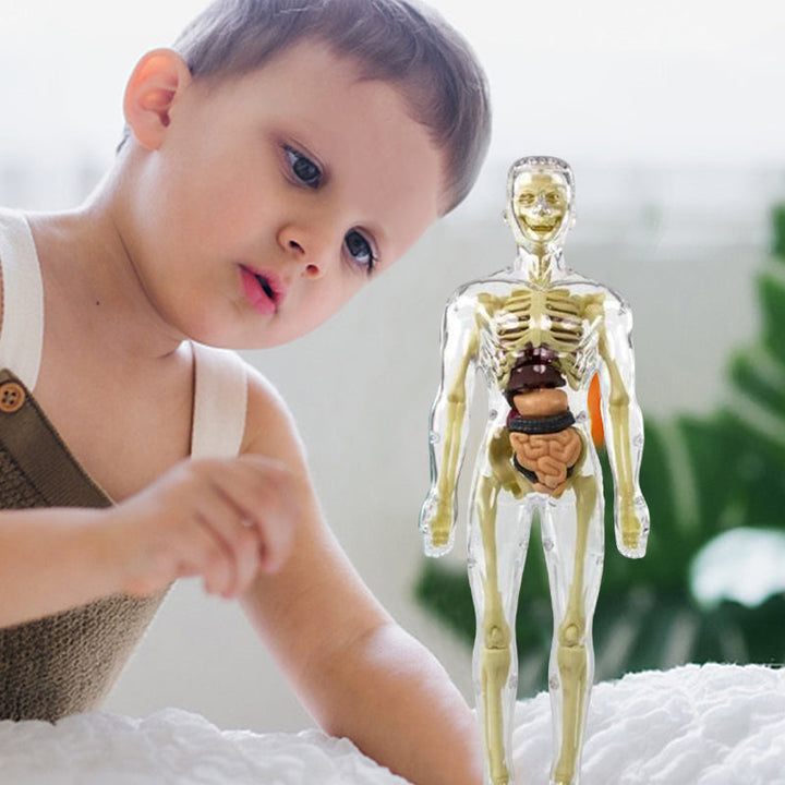 3D Anatomisk Skjelettmodell Leksaker - PVC Trygg och Lärerik