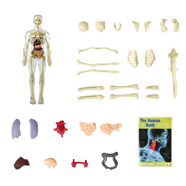 3D Anatomisk Skjelettmodell Leksaker - PVC Trygg och Lärerik