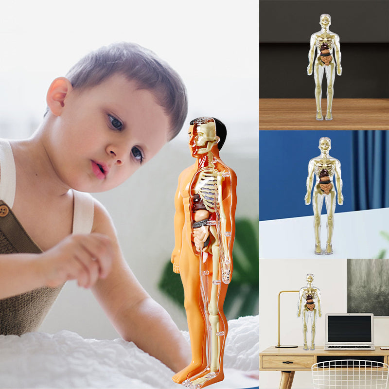 3D Anatomisk Skjelettmodell Leksaker - PVC Trygg och Lärerik