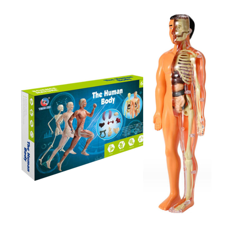 3D Anatomisk Skjelettmodell Leksaker - PVC Trygg och Lärerik