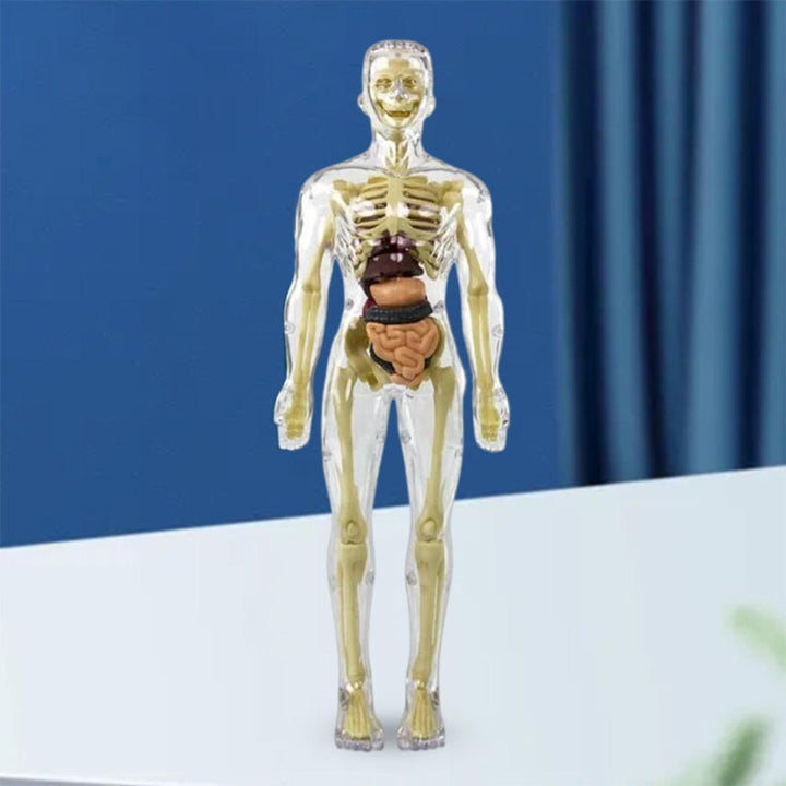3D Anatomisk Skjelettmodell Leksaker - PVC Trygg och Lärerik