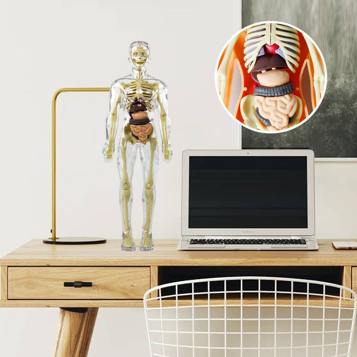 3D Anatomisk Skjelettmodell Leksaker - PVC Trygg och Lärerik