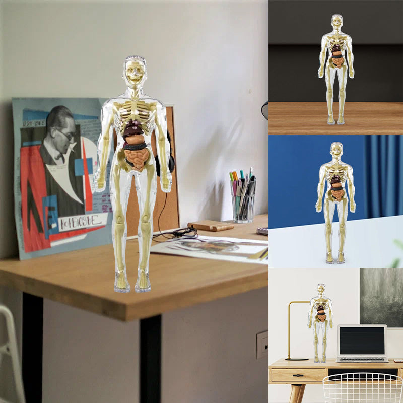 3D Anatomisk Skjelettmodell Leksaker - PVC Trygg och Lärerik