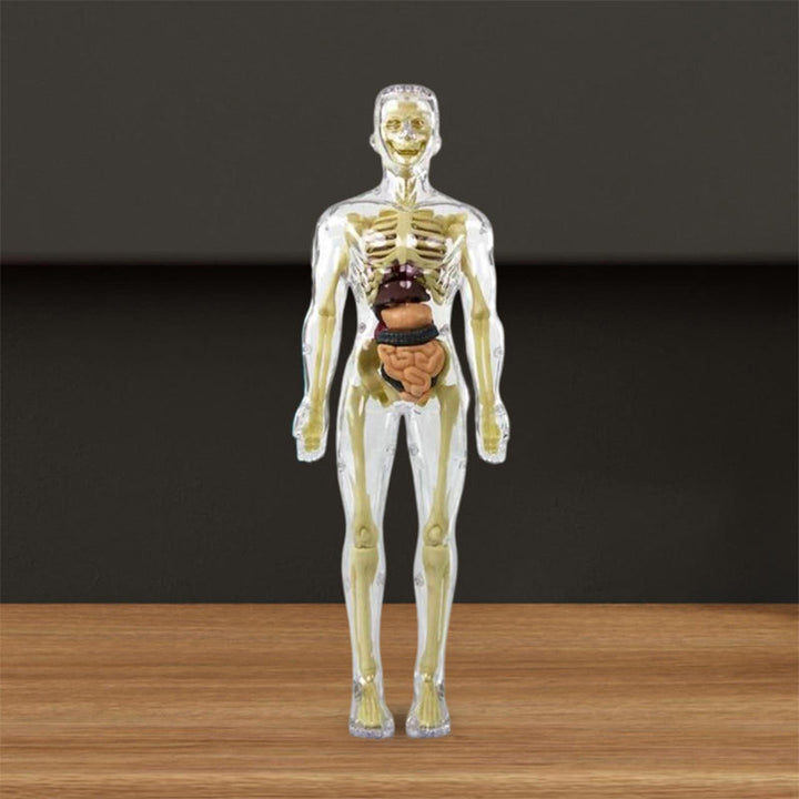3D Anatomisk Skjelettmodell Leksaker - PVC Trygg och Lärerik