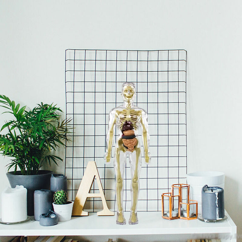 3D Anatomisk Skjelettmodell Leksaker - PVC Trygg och Lärerik