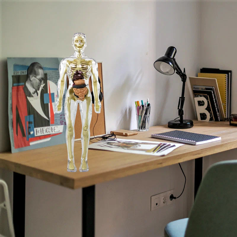 3D Anatomisk Skjelettmodell Leksaker - PVC Trygg och Lärerik