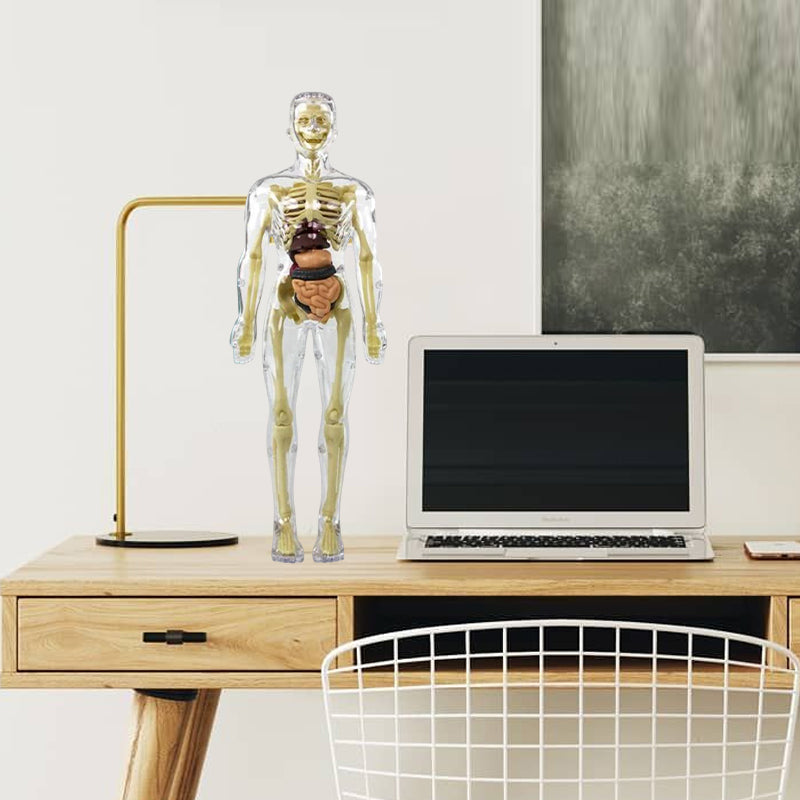 3D Anatomisk Skjelettmodell Leksaker - PVC Trygg och Lärerik