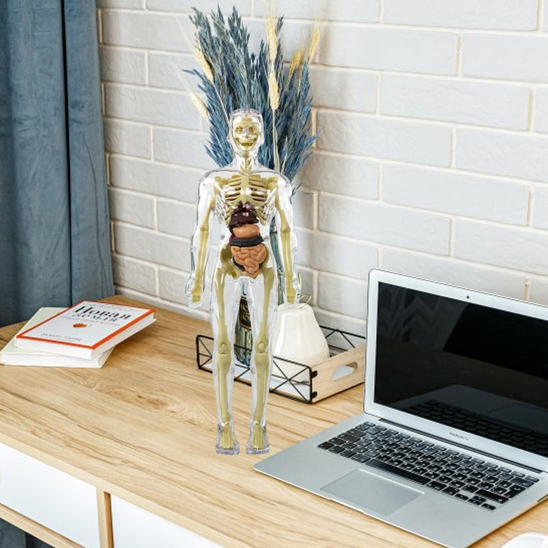 3D Anatomisk Skjelettmodell Leksaker - PVC Trygg och Lärerik