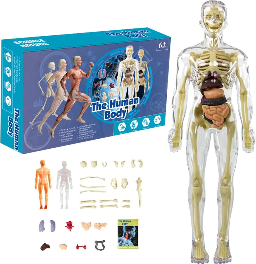 3D Anatomisk Skjelettmodell Leksaker - PVC Trygg och Lärerik