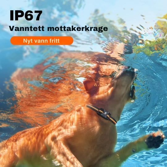 Fjernstyrt Dressurhalsbånd med Lång Rekkevidde - Justerbar