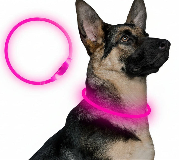 Hunde LED Halsbånd med USB-Laddning för Ökt Synlighet