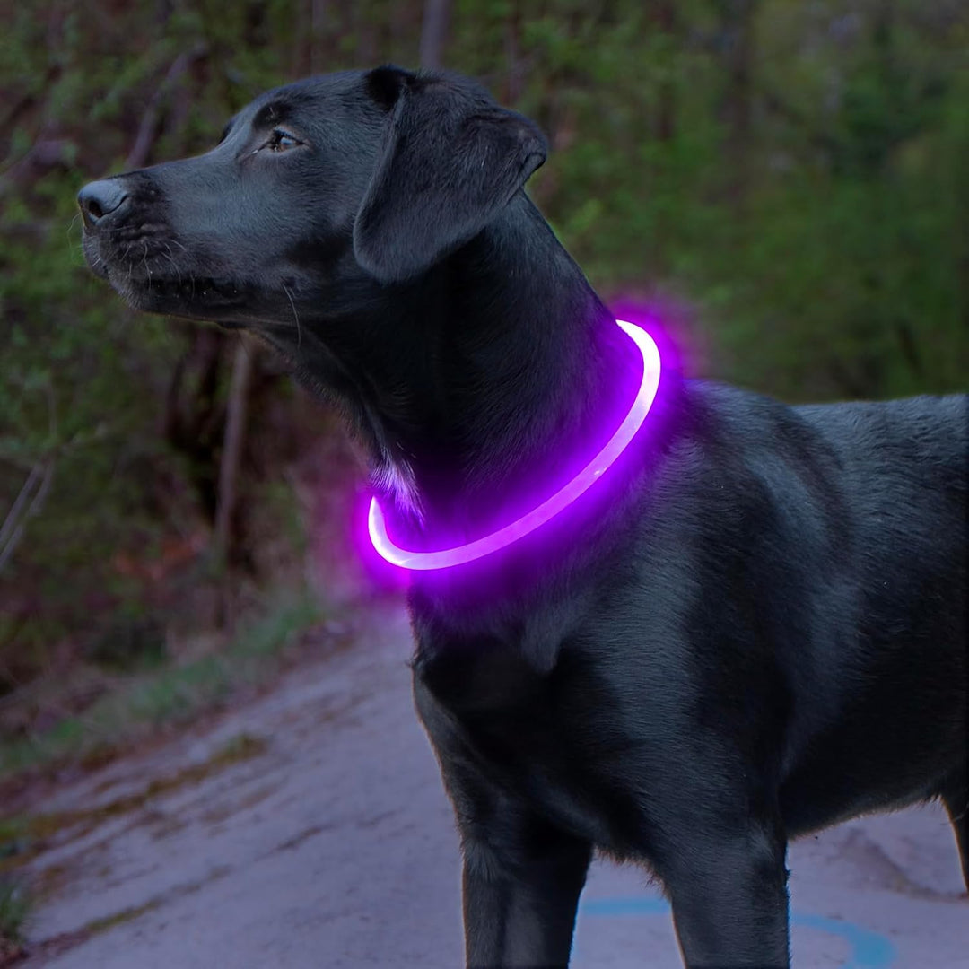 Hunde LED Halsbånd med USB-Laddning för Ökt Synlighet