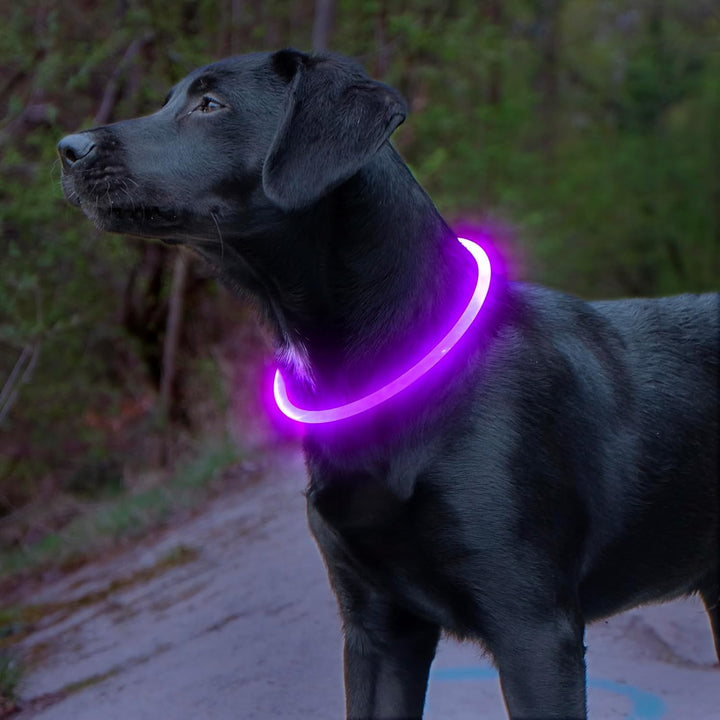 Hunde LED Halsbånd med USB-Laddning för Ökt Synlighet