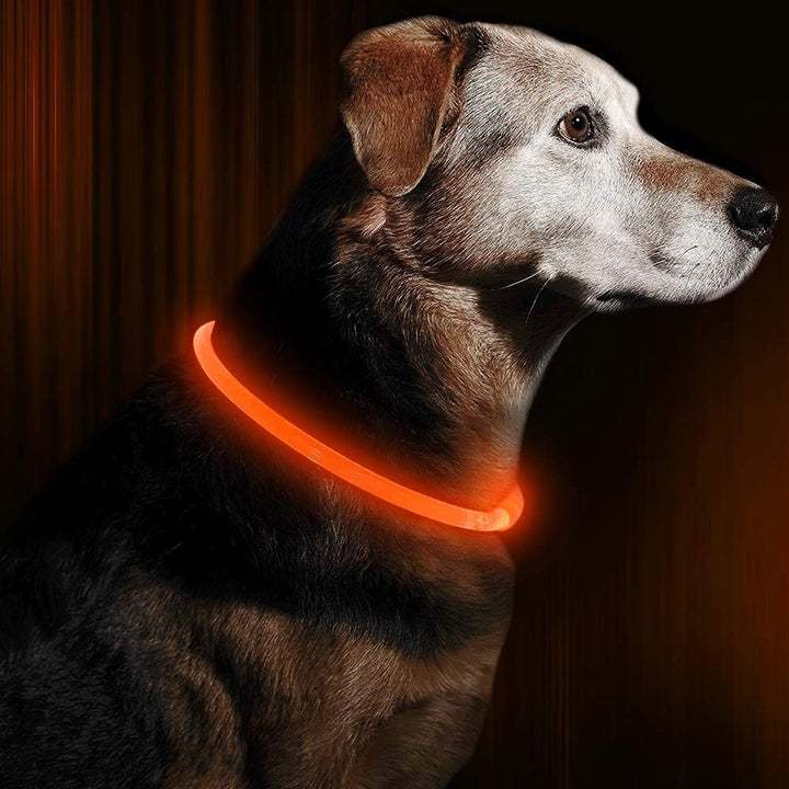 Hunde LED Halsbånd med USB-Laddning för Ökt Synlighet