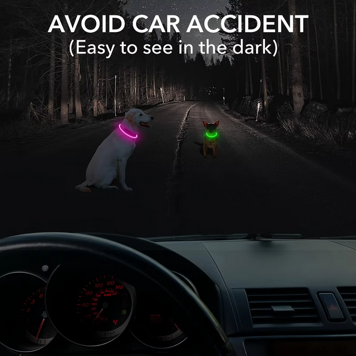 Hunde LED Halsbånd med USB-Laddning för Ökt Synlighet