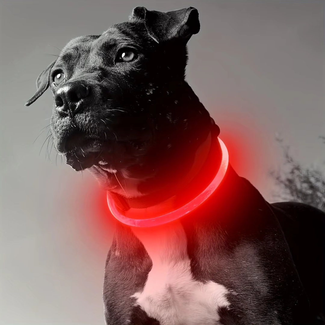 Hunde LED Halsbånd med USB-Laddning för Ökt Synlighet
