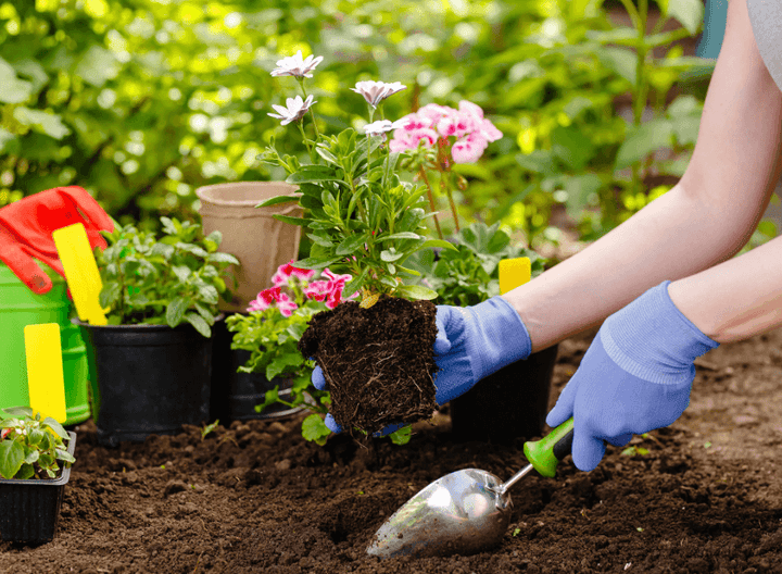 Plantenäring för Sunn Vekst och Frodig Blomstring