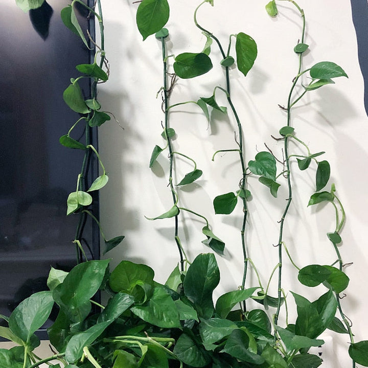 Plantestötteklips för Klatreplanter – Organiser Veggene Enkelt