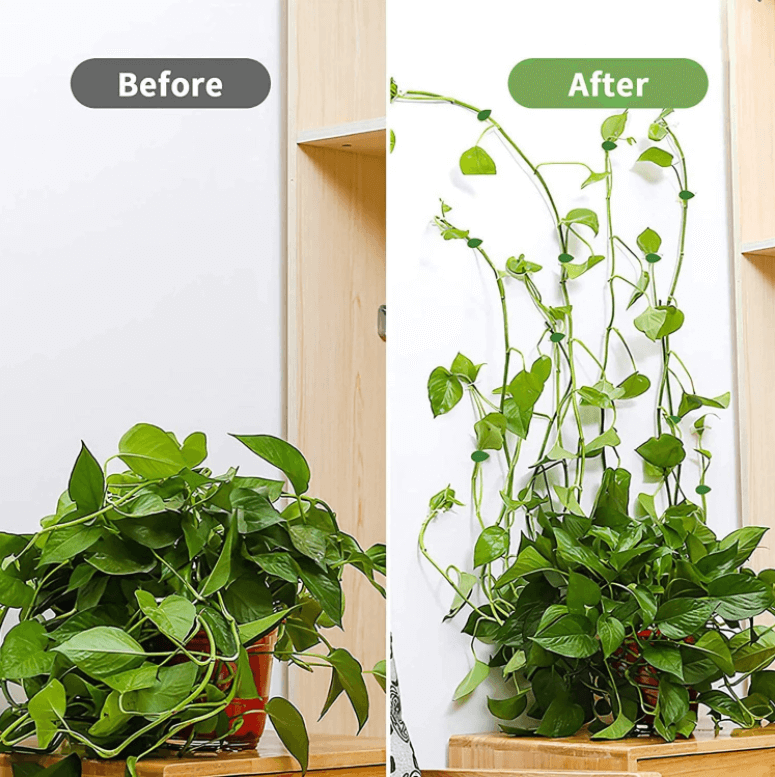 Plantestötteklips för Klatreplanter – Organiser Veggene Enkelt