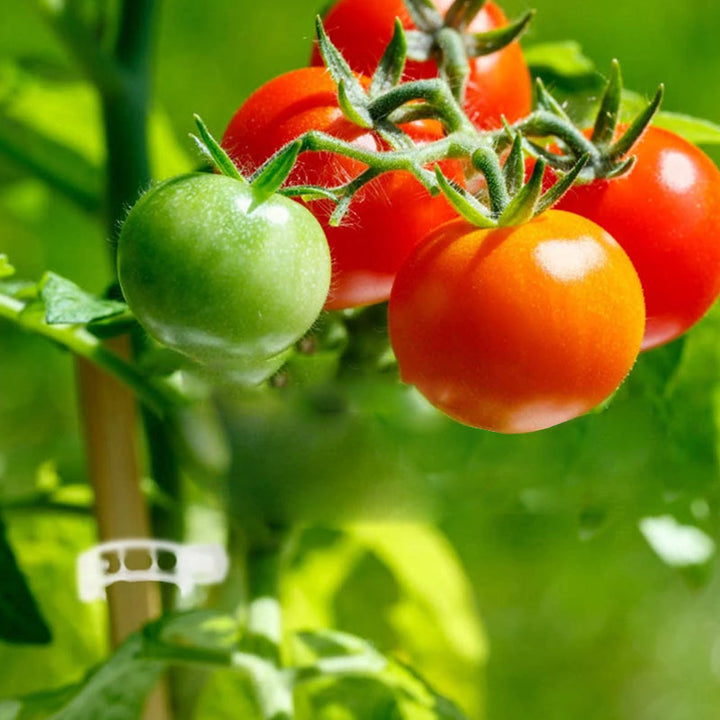 Plantestötteklips - Slitstarka Klämmor för Planter