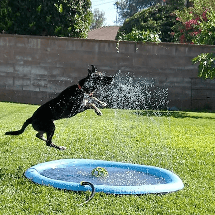 Hundesprinklerpute för hunder – Kjöl ner och lek i sommervarmen!