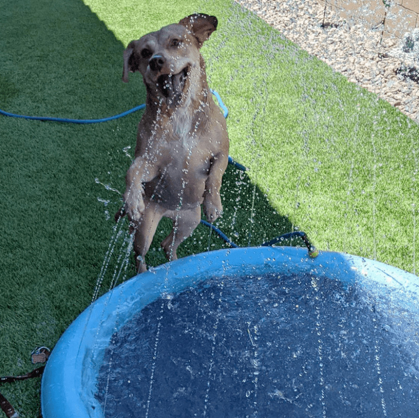 Hundesprinklerpute för hunder – Kjöl ner och lek i sommervarmen!